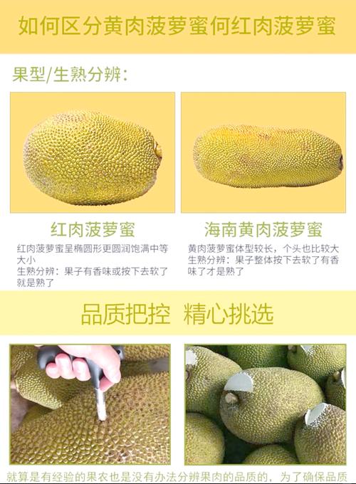 菠萝蜜新区口高清版免费获取!揭秘优质品种挑选技巧与种植指南 菠萝蜜新区口高清版免费获取!揭秘优质品种挑选技巧与种植指南