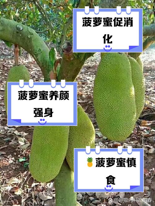 向日葵菠萝蜜隐藏功能你真的了解吗?解锁高效远程办公的实用技巧 向日葵菠萝蜜隐藏功能你真的了解吗?解锁高效远程办公的实用技巧