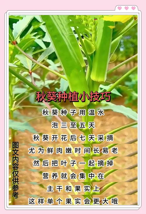 草莓丝瓜榴莲秋葵向日葵种植技巧:新手必看的高产视频教程与实用指南 草莓丝瓜榴莲秋葵向日葵种植技巧:新手必看的高产视频教程与实用指南