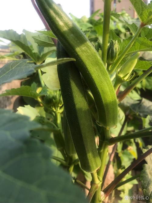 揭秘草莓樱桃丝瓜绿巨人秋葵种植技术:5大高价值品种增产30%的实践方案 揭秘草莓樱桃丝瓜绿巨人秋葵种植技术:5大高价值品种增产30%的实践方案
