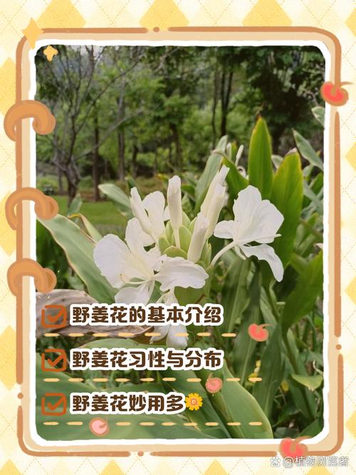 野花视频手机免费版的高效解决方案:如何免费畅享高清资源?深度解析三大核心优势 野花视频手机免费版的高效解决方案:如何免费畅享高清资源?深度解析三大核心优势