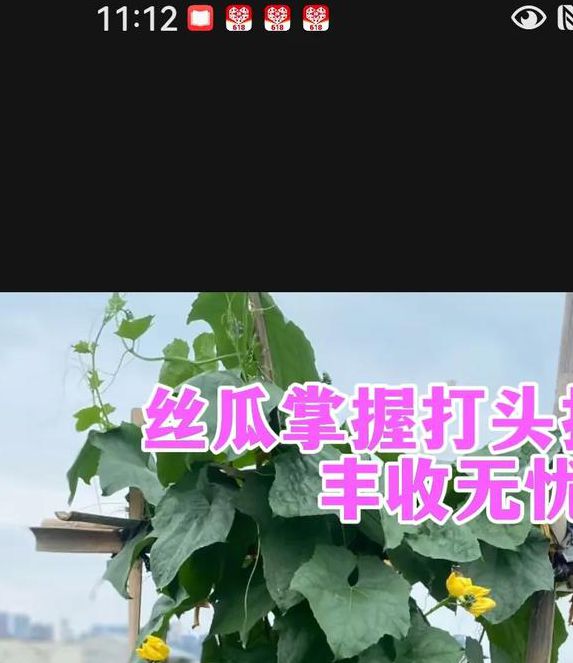 5大高产技巧+3种常见问题解析,绿巨人丝瓜秋葵葫芦瓜家庭种植全攻略 5大高产技巧+3种常见问题解析,绿巨人丝瓜秋葵葫芦瓜家庭种植全攻略