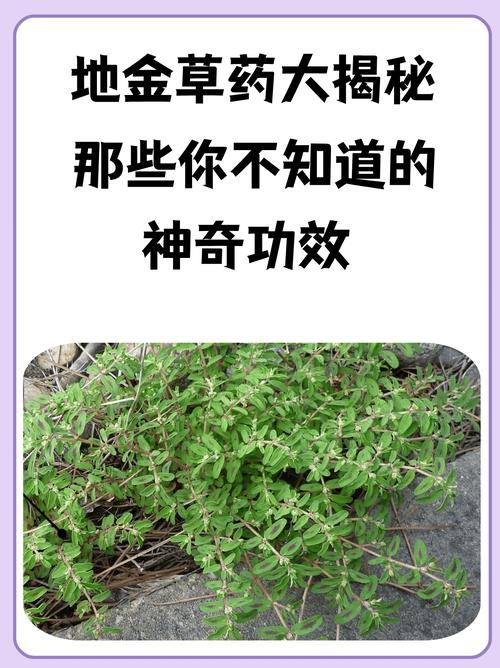 草草最新发地布入口隐藏功能大揭秘:三步解锁90%用户不知道的高效技巧 草草最新发地布入口隐藏功能大揭秘:三步解锁90%用户不知道的高效技巧