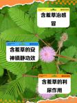 含羞草丝瓜香草芒果黄瓜草莓免费版