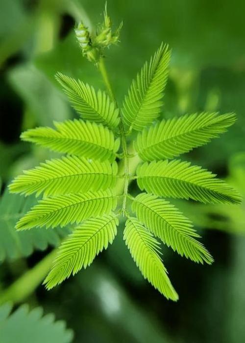 含羞草丝瓜香草芒果黄瓜草莓免费版