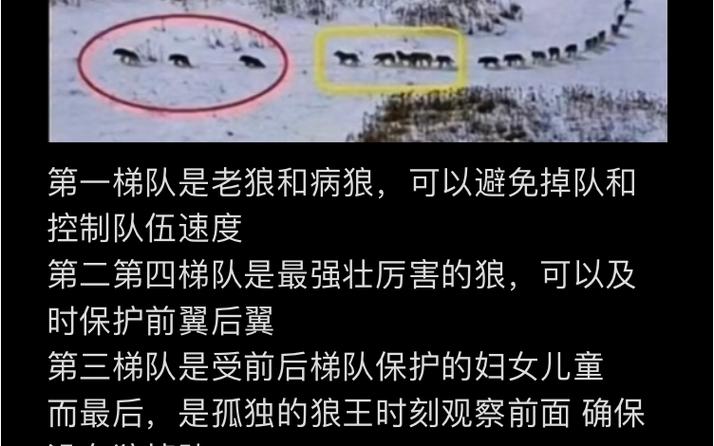 狼群夜色在线