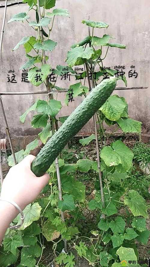 免费污的草莓丝瓜向日葵黄瓜榴莲