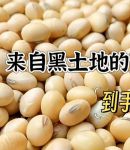 黄豆视频 黄豆精品 黄豆库