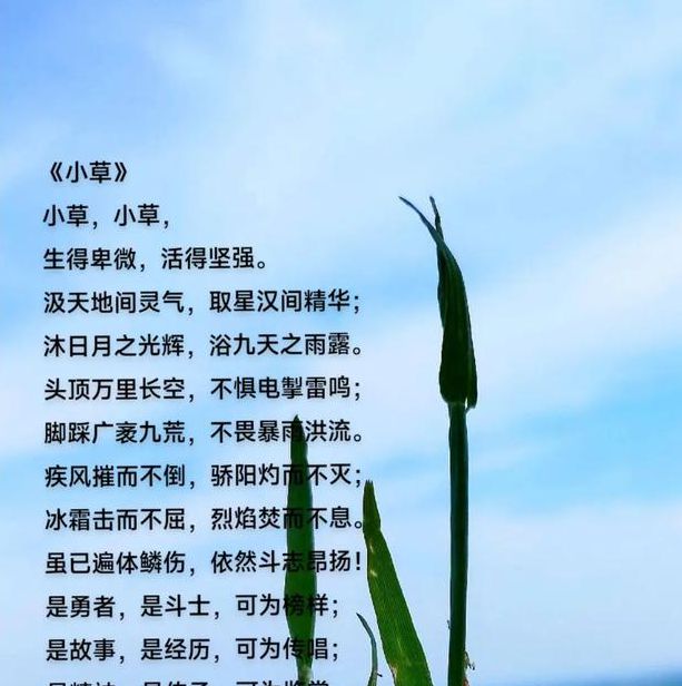 小草在线观看在线播放