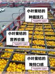 小蜜桔视频网站观看