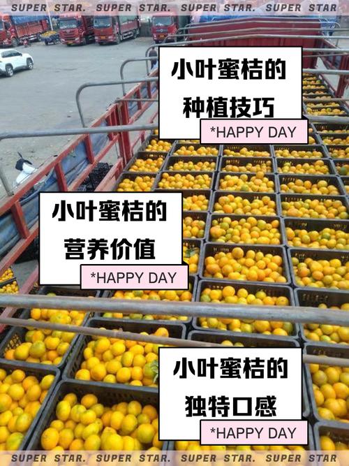 小蜜桔视频网站观看