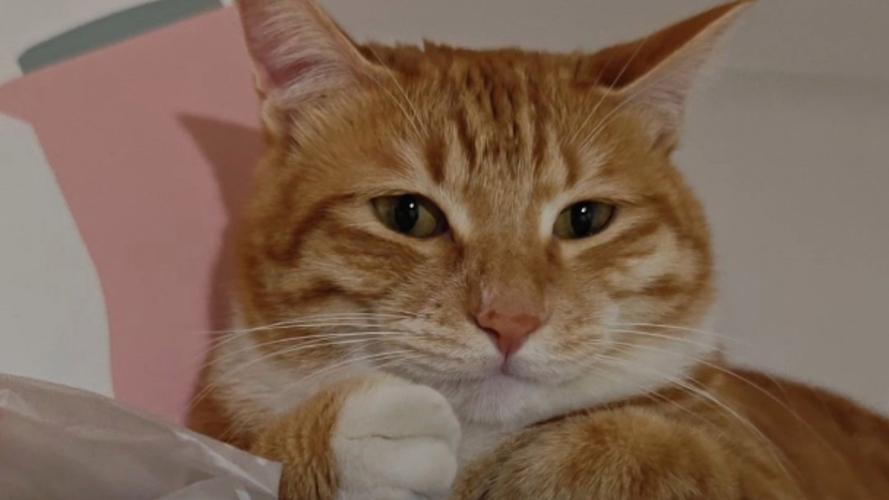 猫咪精品在线观看