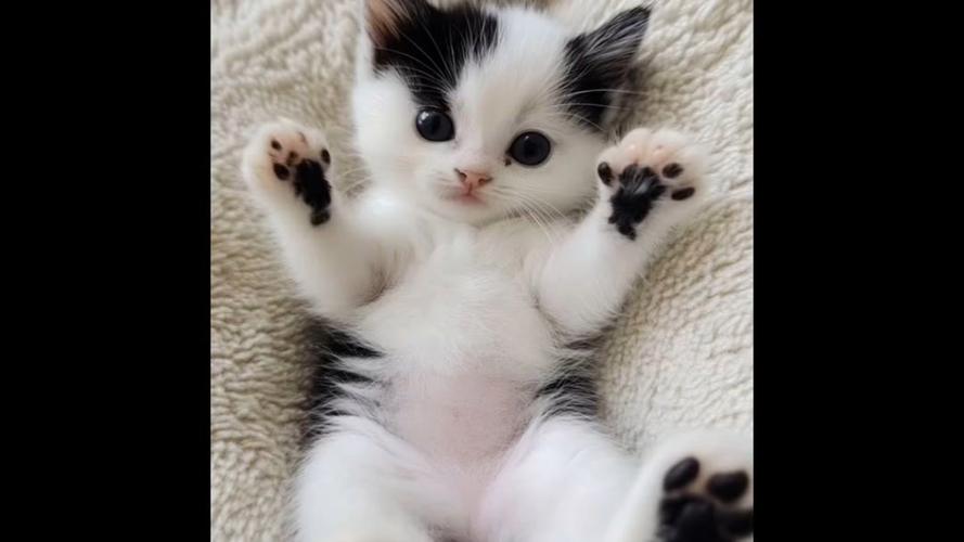 猫咪精品在线观看
