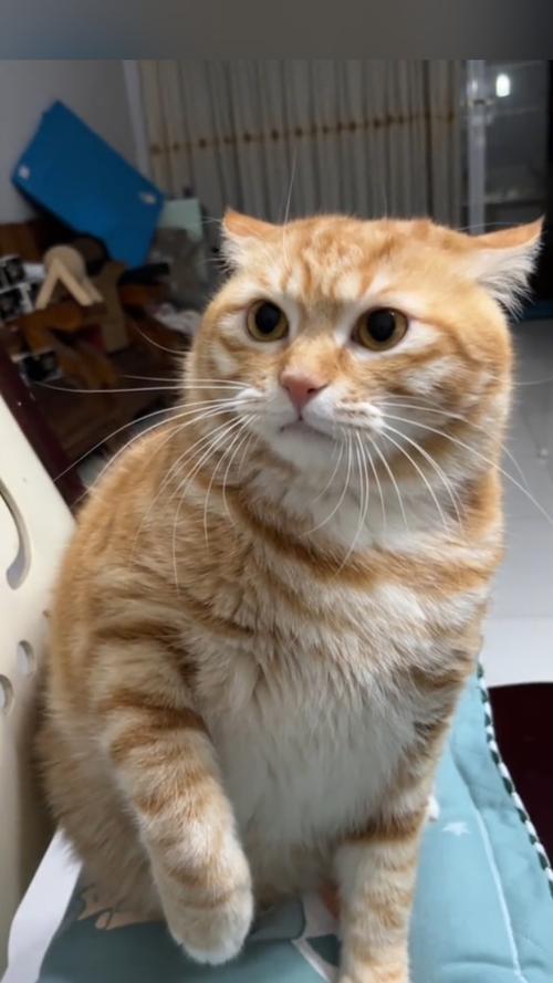 猫咪精品在线观看