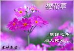 樱花草在线社区WWW中国中文