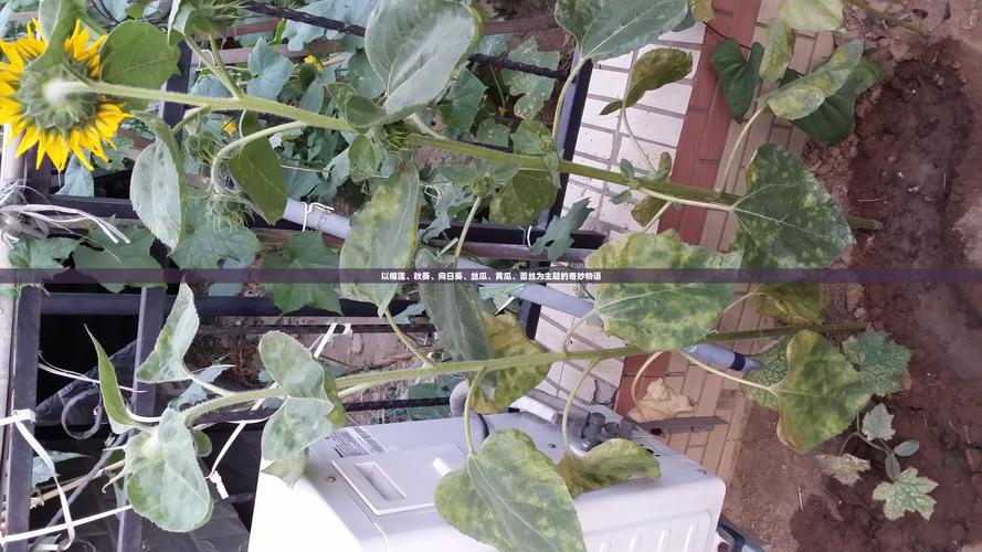 秋葵榴莲丝瓜向日葵绿巨人无限制